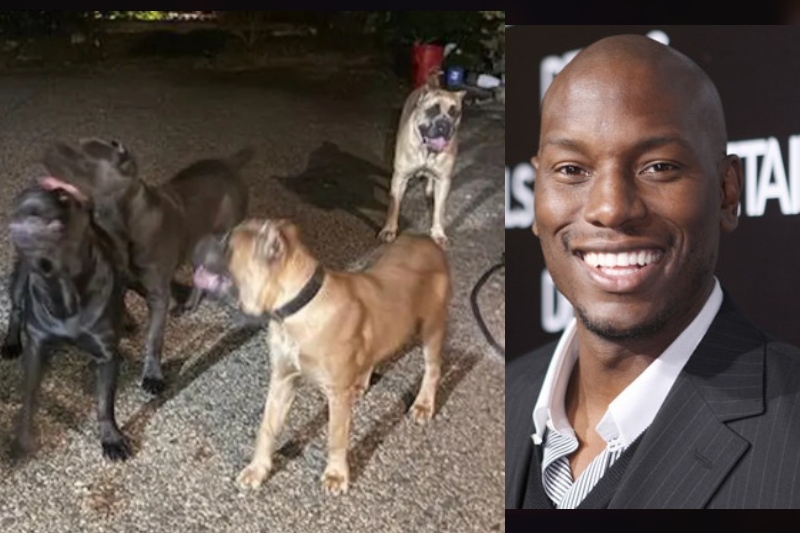 Arrest warrant issued for Tyrese Gibson after fatal dog attack in Buckhead  — Featured